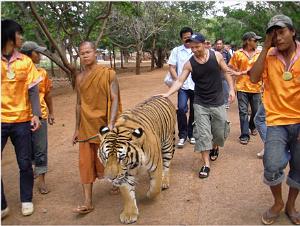 THAILANDE LE TEMPLE DES TIGRES (5)